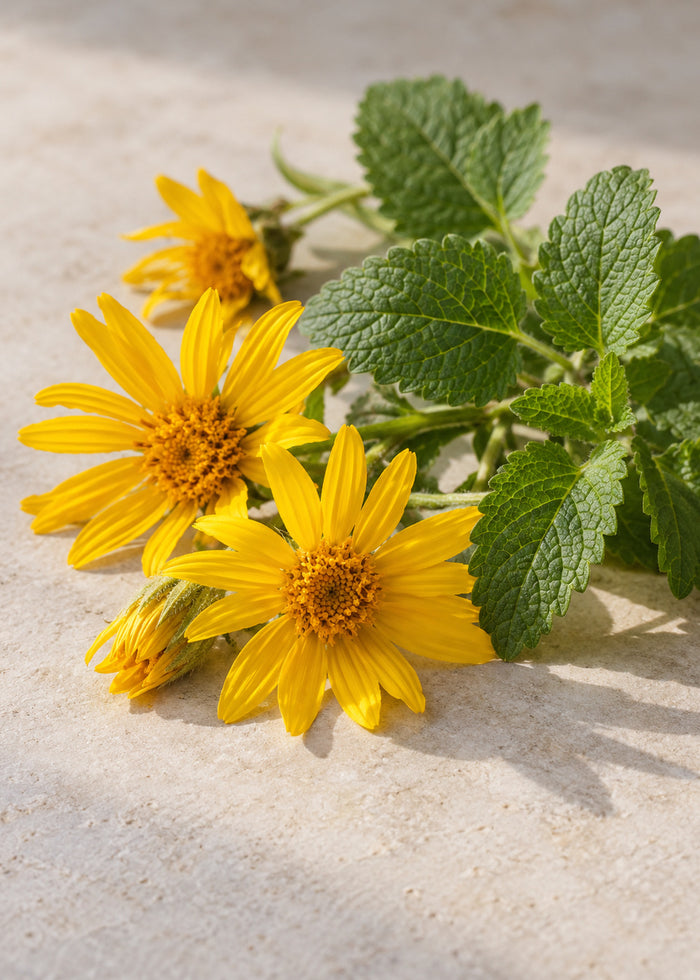 Gelbe Arnikablüten und frische Melissenblätter nebeneinander.