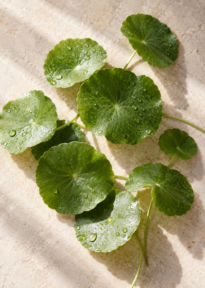 Frische, runde Blätter von Centella asiatica, von oben fotografiert.