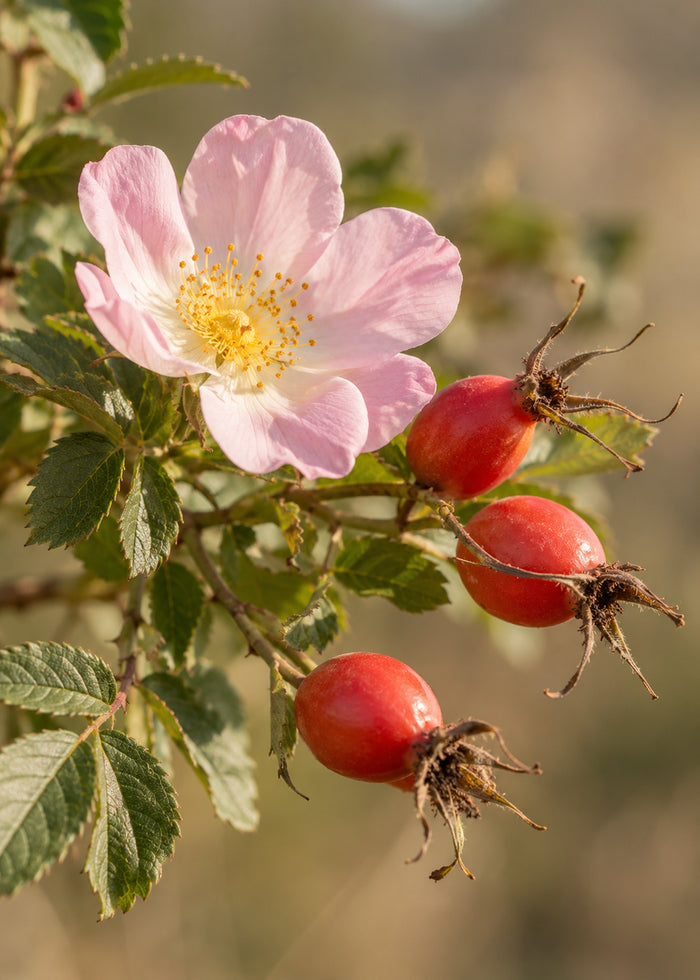 Blüte und rote Früchte einer Wildrose am Zweig.