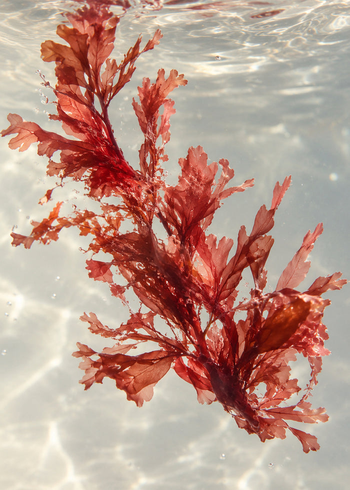 Eine rote Alge schwebt in klarem Wasser.